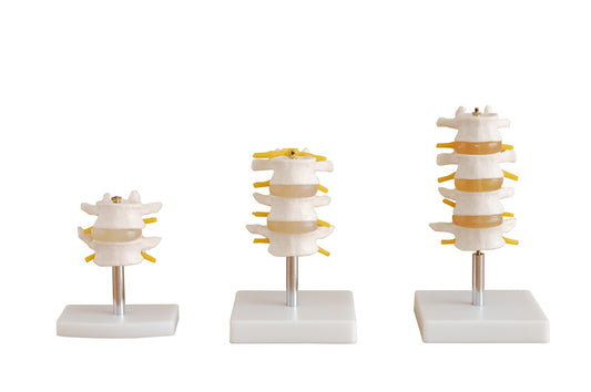 Anatomical Lumbar Set Model (4 pcs)