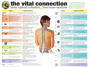 The Vital Connection Poster (24” x 18")