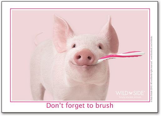 Happy Pig Brushing Postcard