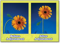 Adjusted Flower Postcard