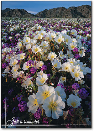Mountain Flowers Standard Postcard