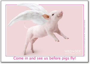 Pigs Fly Postcard