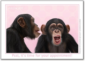 Chatty Chimps Postcard