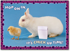 Chick Up Time Postcard