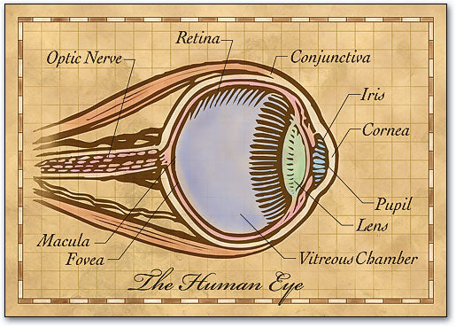 Parchment Eye Postcard