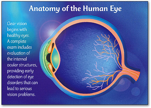 Anatomy/Eye Postcard