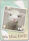 We Miss Ewe Postcard