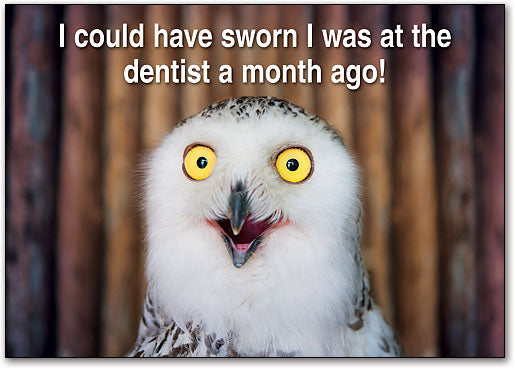 What a Hoot Postcard