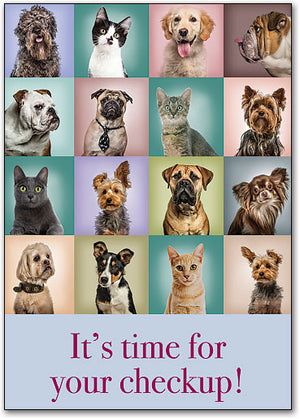Pet Portraits Postcard