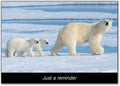 Polar Bears Postcard