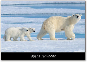 Polar Bears Postcard