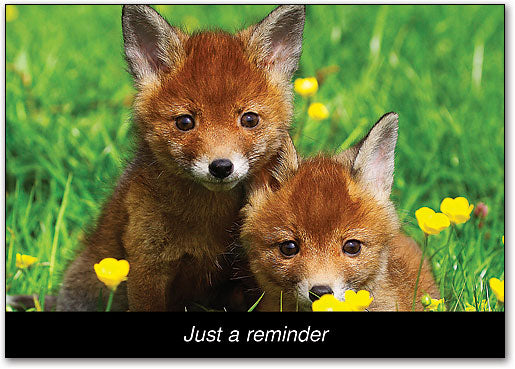 Spring Fox Pups Postcard