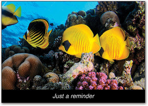 Three Yellow Fish Postcard