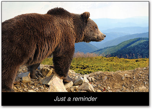 Summer Bear Postcard