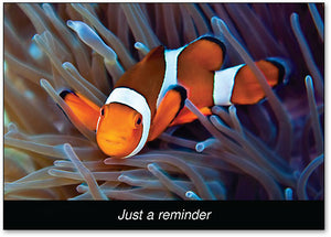 Clownfish Postcard