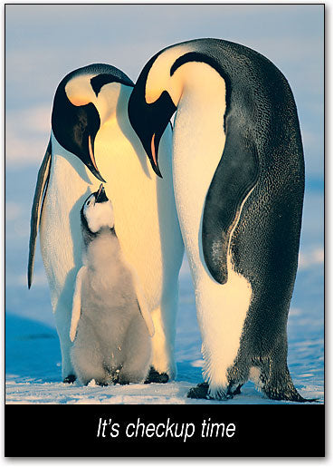Penguins Postcard
