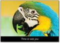 Tropical Bird Postcard