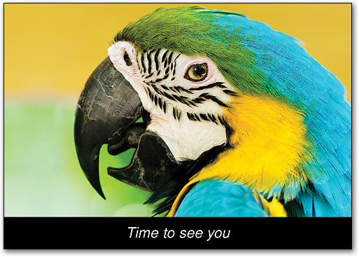 Tropical Bird Postcard