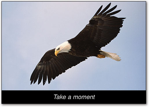 Flying Eagle Postcard