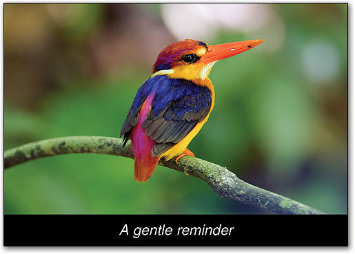 Colorful Bird Postcard