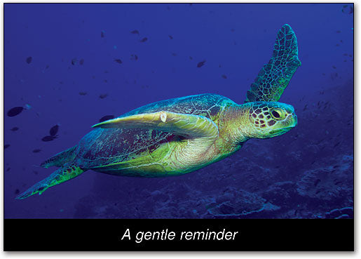 Sea Turtle Postcard