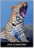 Cub Postcard