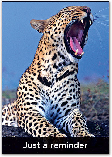Cub Postcard