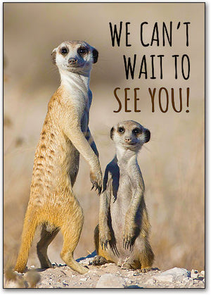 Silly Meerkats Postcard