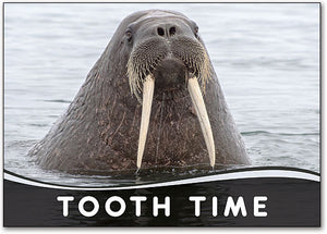 Tooth Time Walrus Postcard