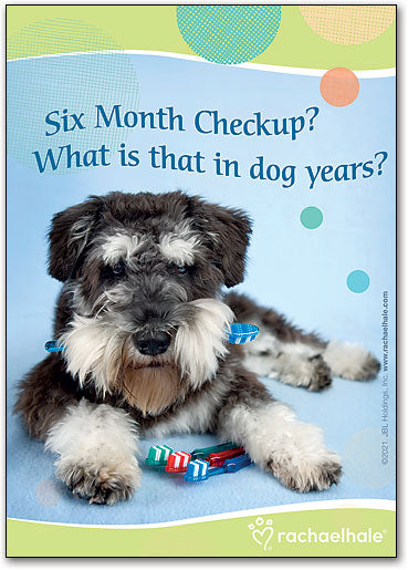 Doggy Brush Deluxe Postcard