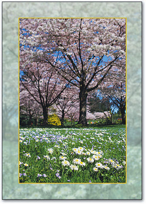 Tree Blossoms Postcard