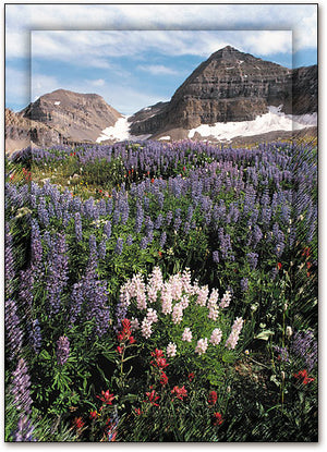 Alpine Blossoms Postcard