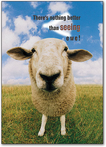 Seeing Ewe Postcard