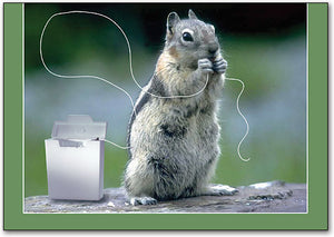 Flossing Squirrel Postcard