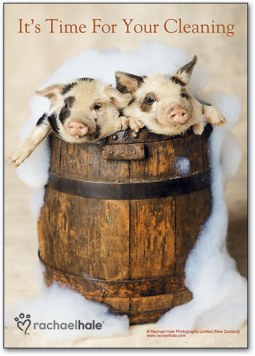 Bath Pigs Postcard