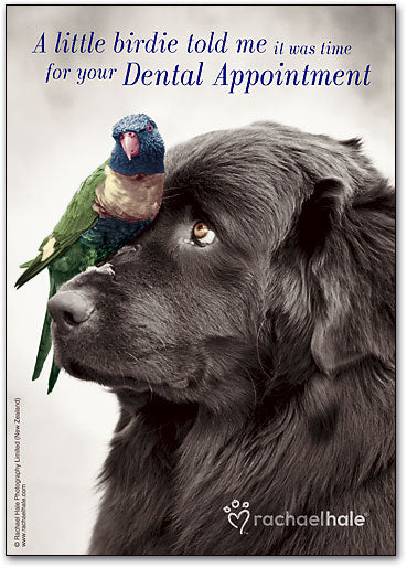 Little Birdie Dental Postcard
