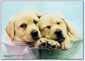 Bucket Dogs Postcard