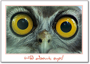 Big Owl Eyes Postcard
