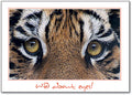 Big Tiger Eyes Postcard