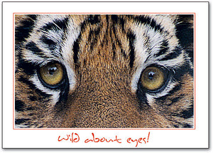 Big Tiger Eyes Postcard