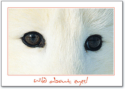 Fox Eyes Postcard