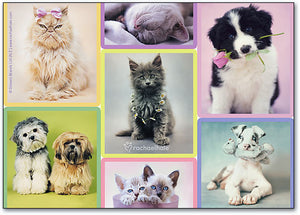 Cuddly Pets Postcard