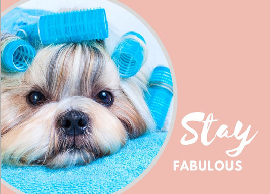 Stay Fabulous Postcard