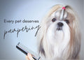 Every Pet Deserves Pampering Postcard