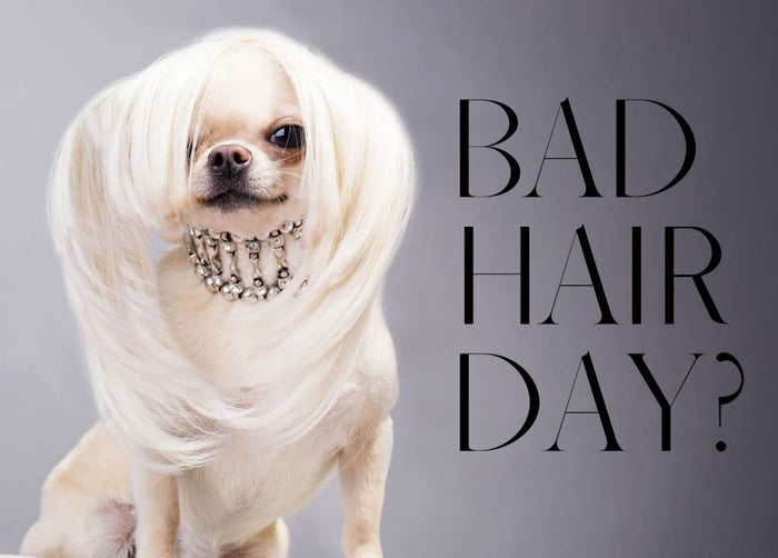 Bad Hair Day Postcard