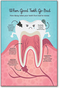 Molar Anatomy Poster