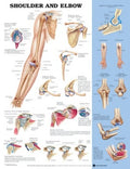 Shoulder and Elbow Anatomical Chart (50 x 61cm)