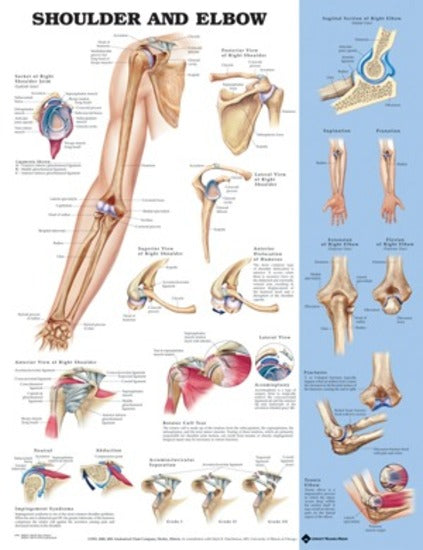 Shoulder and Elbow Anatomical Chart (50 x 61cm)