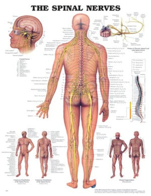 The Spinal Nerves Anatomical Chart (50 x 61cm)