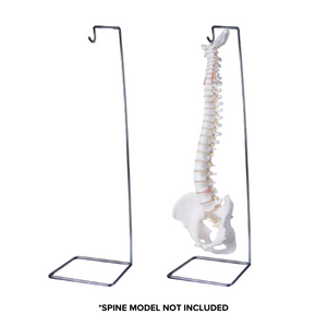 Spine Model Stand